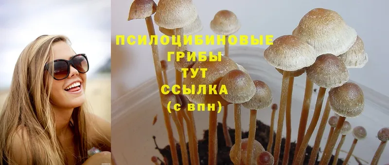 сколько стоит  Чкаловск  Галлюциногенные грибы Psilocybe 